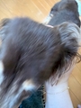 chiko