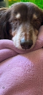 chiko