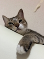 chiko