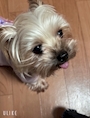 chiko