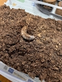 新着ブログ カブトムシ幼虫٩( ᐛ )و