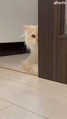 プロフィール動画