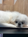 chiko