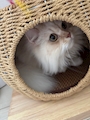 chiko