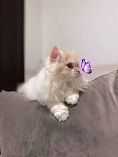 プロフィール写真8・猫宮ゅぃ 👾｜Lilith・リリス - 広島市（流川）のガールズバー