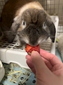 chiko