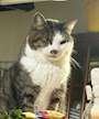 chiko