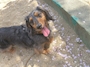 chiko