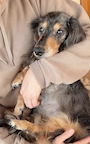 chiko