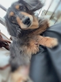 chiko