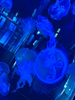 ルナ🌙「🐧💛」