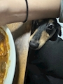 chiko