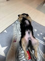 chiko