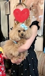 chiko