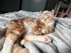 プロフィール写真14・みーーこ。｜Insomnia・インソムニア - 国分町のガールズバー