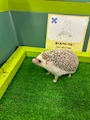chiko