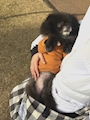 chiko