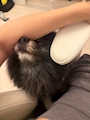 chiko