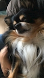 chiko