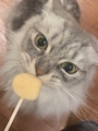 chiko