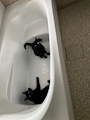新着ブログ ふるさと納税