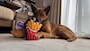 chiko