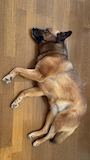chiko