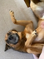 chiko