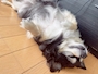 chiko