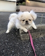 新着ブログ 前髪切った