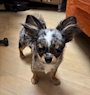 chiko