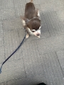 chiko