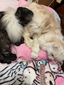 新着ブログ ニャンコ🐱