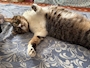 chiko