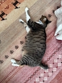 chiko