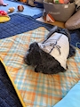 新着ブログ 明日は