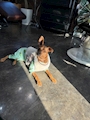 chiko