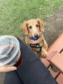 chiko