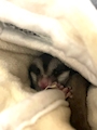 chiko