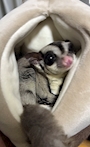 chiko