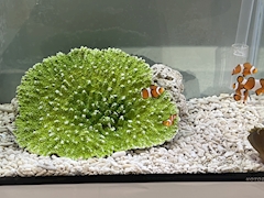 すず