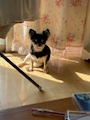 chiko