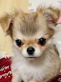 chiko