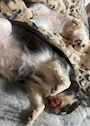 chiko