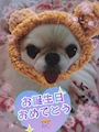chiko