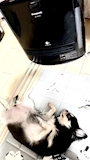 chiko