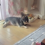 chiko