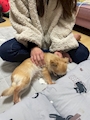 chiko