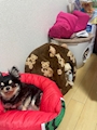 chiko