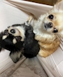 chiko